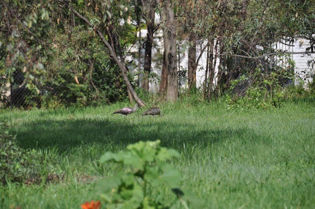 Amohela Guesthouse Midrand Bagian luar foto